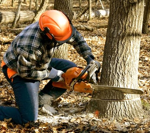Tree Removal in Havana, AR